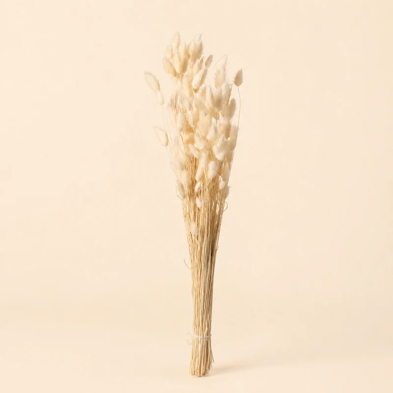 Coda di Lepre Essiccata Naturale – H 73 cm