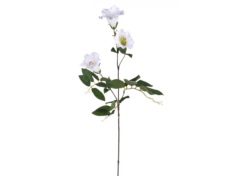 Campanula Bianca
