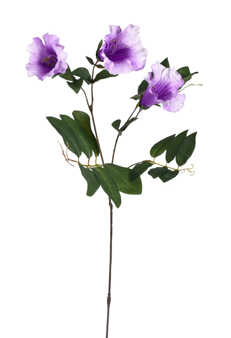 Campanula Color Lavanda