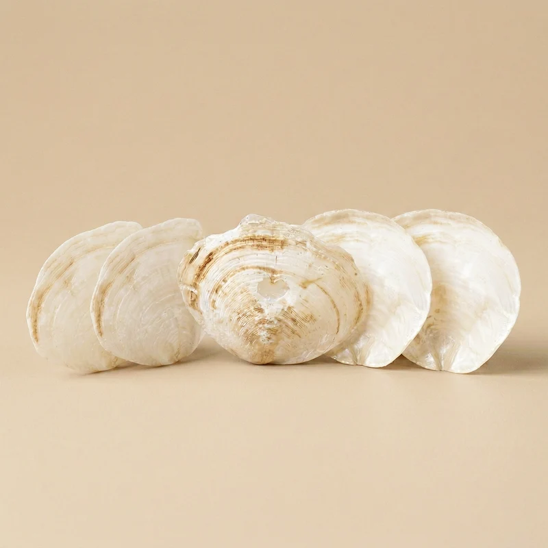 Conchiglie Capiz decor